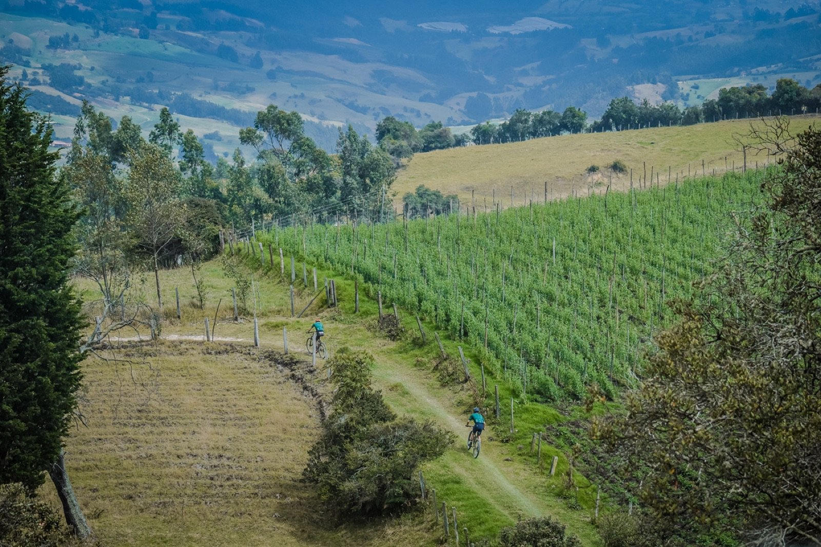 Ciclistas cruzando entre cultivos en la montaña